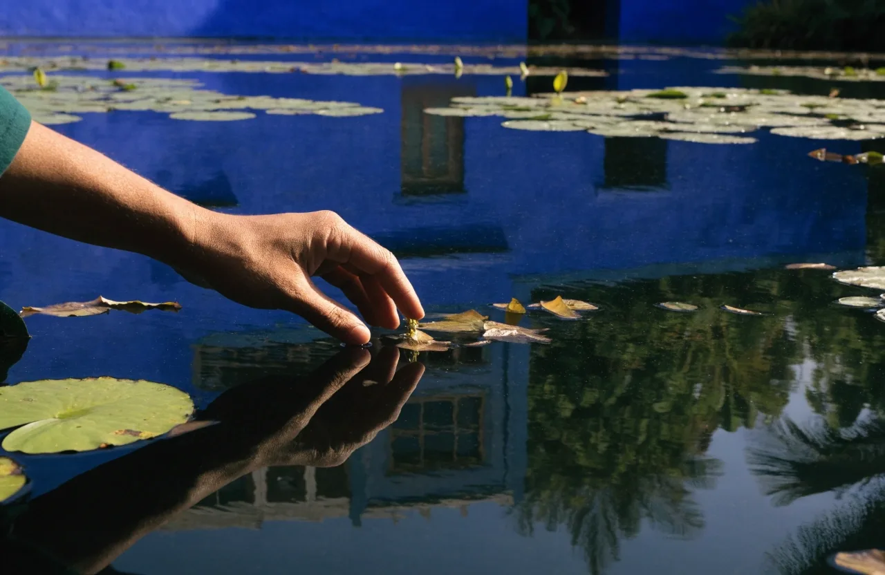 Close view of a lily basin with round lily pads and dark still water reflecting planting