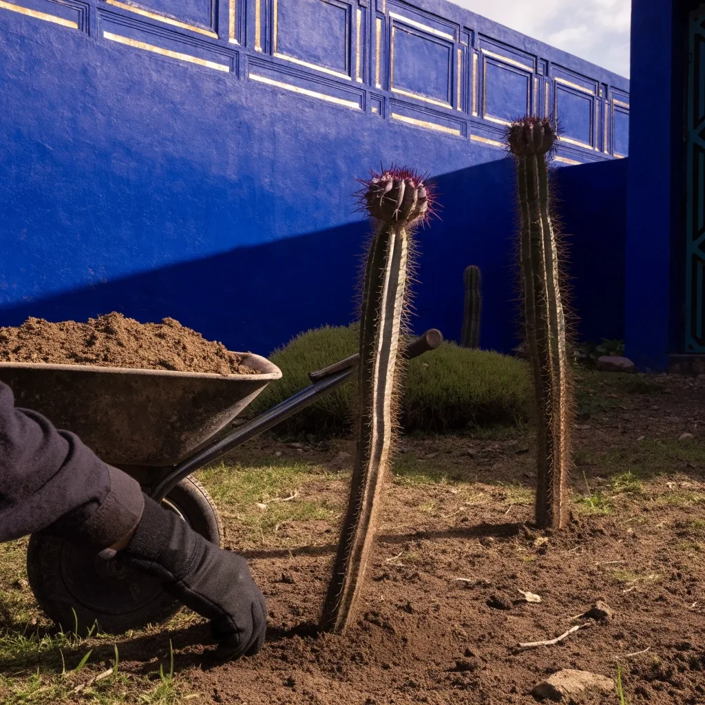A dense cactus court against a cobalt wall in the Majorelle Garden